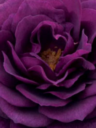Dark Purple/ Burgundy Flowers