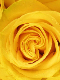 Golden yellow roses