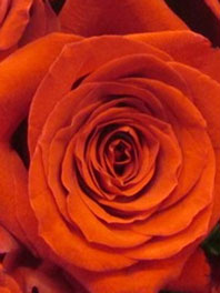 Hot orange roses