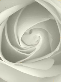 Ivory roses