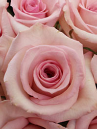 Light pink Flowers
