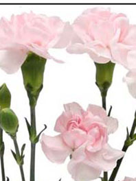 Mini Carnations