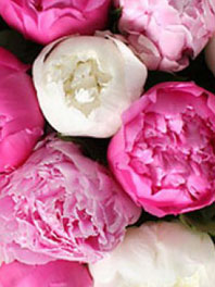 Peonies For Sale Peony Flowers For Weddings Flower Explosion