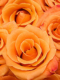 Pale orange roses