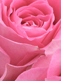 Medium pink Flowers