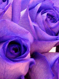 Medium Purple Flowers