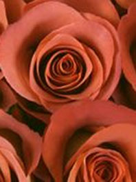 Rusty terracotta roses