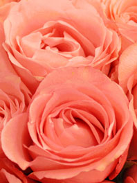Salmon pink roses