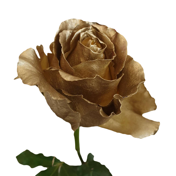 onze huichelarij Getuigen Metallic Gold Roses - Online Flowers for Sale | Flower Explosion