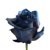 Blue Roses For Sale Buy Cheap Blue Roses Flower Explosion
