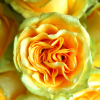 Country Sun Yellow Garden Rose