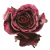 Black Tinted Roses with Pink Glitter