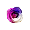tricolor pink white purple rose