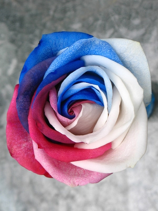 4th of July Rose