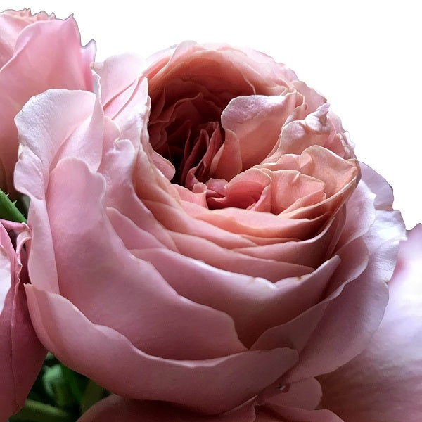 Romantic Antique Garden Rose