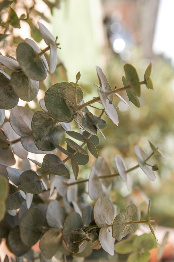 Baby Eucalyptus Greens