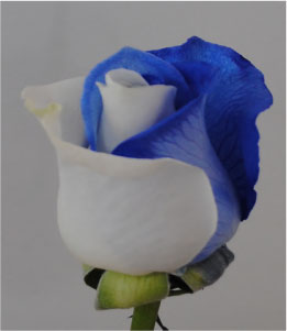 Blue and White Blue Devil Roses