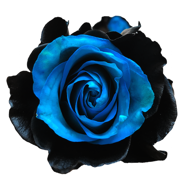 onyx airbrushed rose