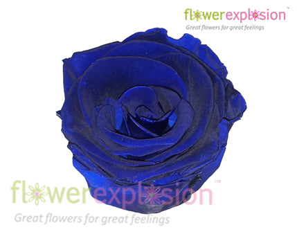 Blue Preserved Rose
