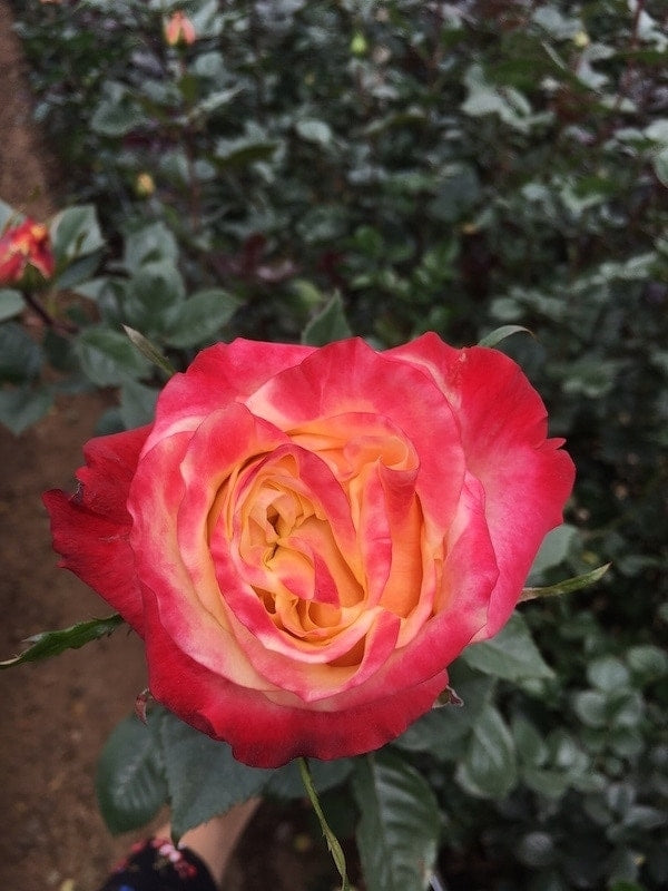 Carnival Bicolor Roses