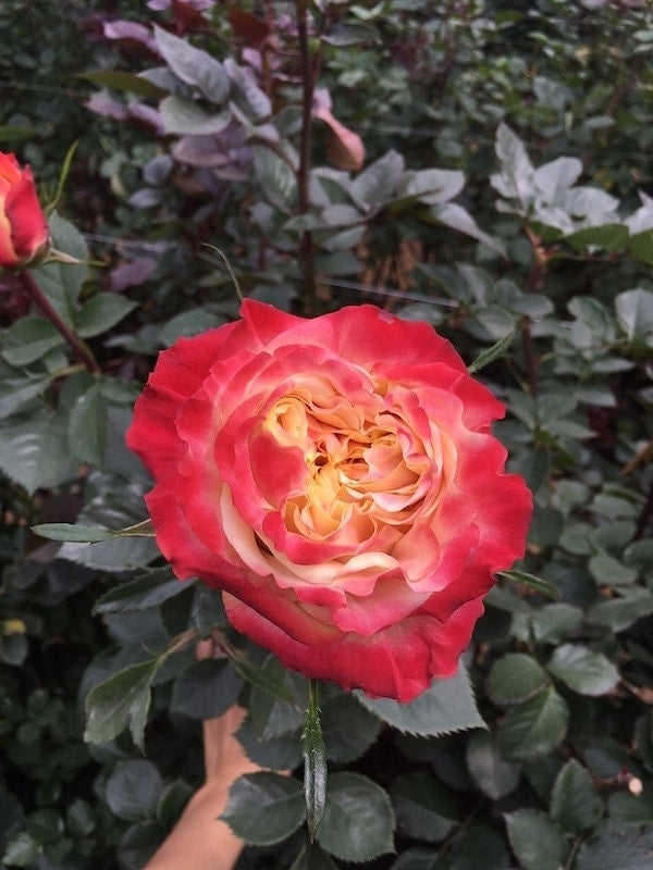 Carnival Bicolor Rose
