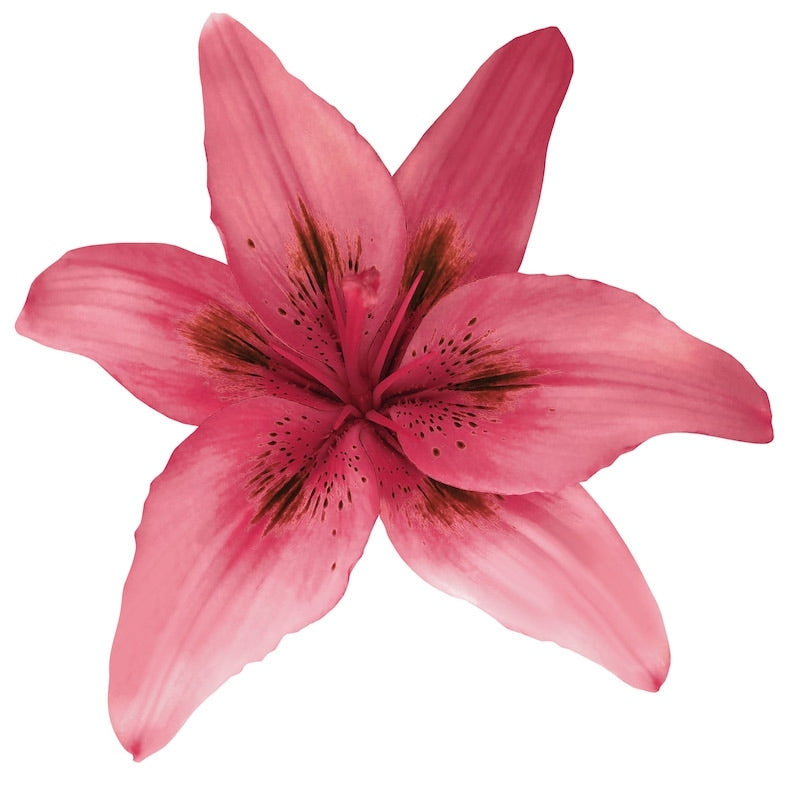 Cherry Pink Hybrid Lily
