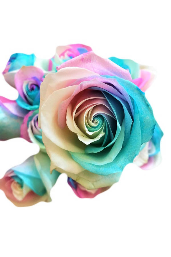 easter tinted rose