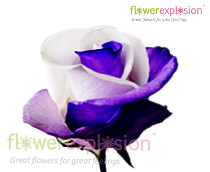 Purple & White Tinted Rose