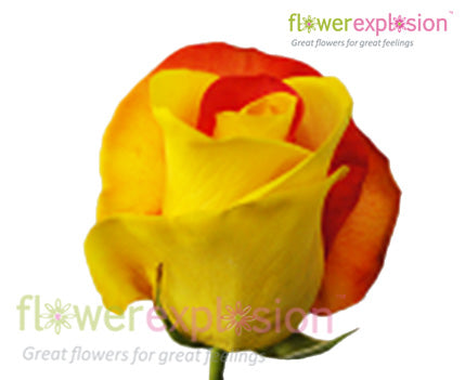 Red & Yellow Tinted Rose