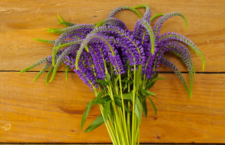 Filler - Purple Veronicas