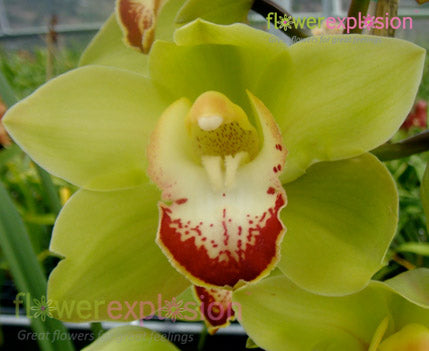 Green Cymbidium Orchid Flower Plant Bouquet For Sale Online Flower Explosion,Electric Dryer Connection Vs Gas