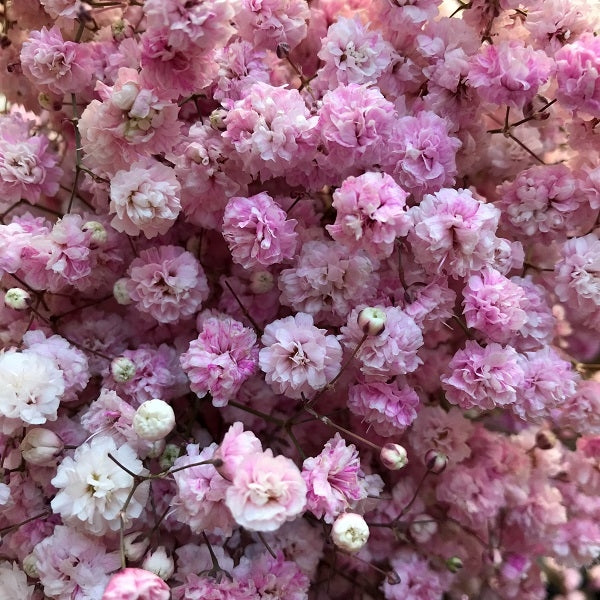 light pink tinted baby's breath