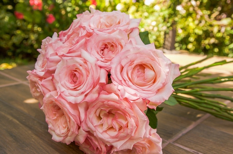 Pink Garden Roses - Like a Virgin