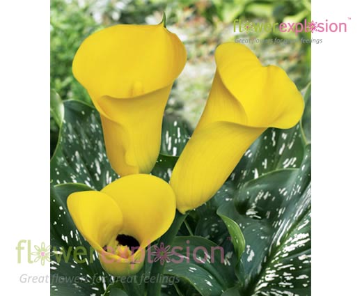 Serrada - Florex Gold Yellow Mini Calla
