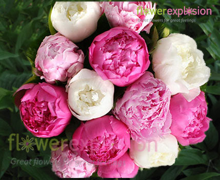 Assorted Colors Peonies May-June