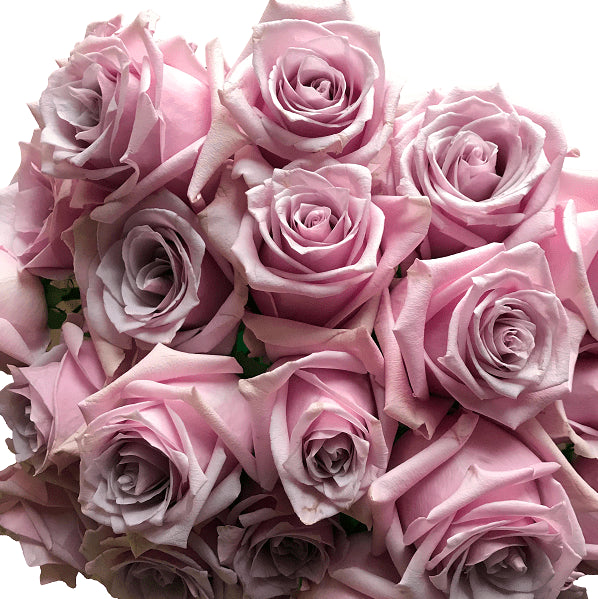 Nautica Lavender Roses