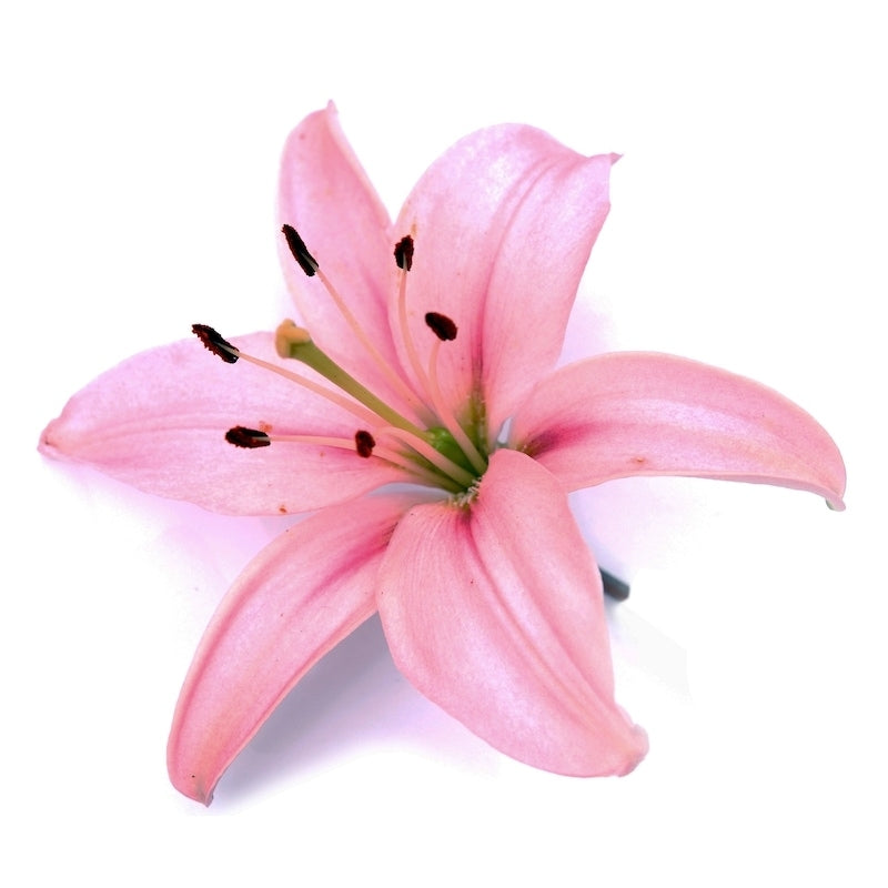 Oriental Hybrid Lily Light Pin