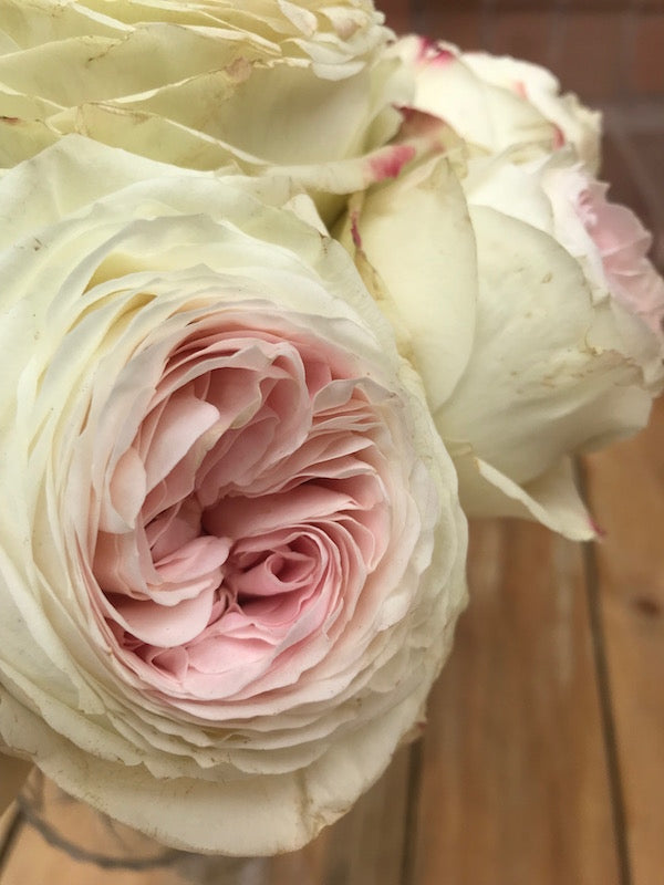 Pink Vintage Austin Garden Rose