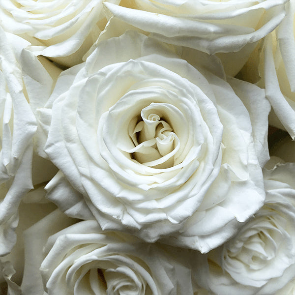 Playa Blanca White Roses