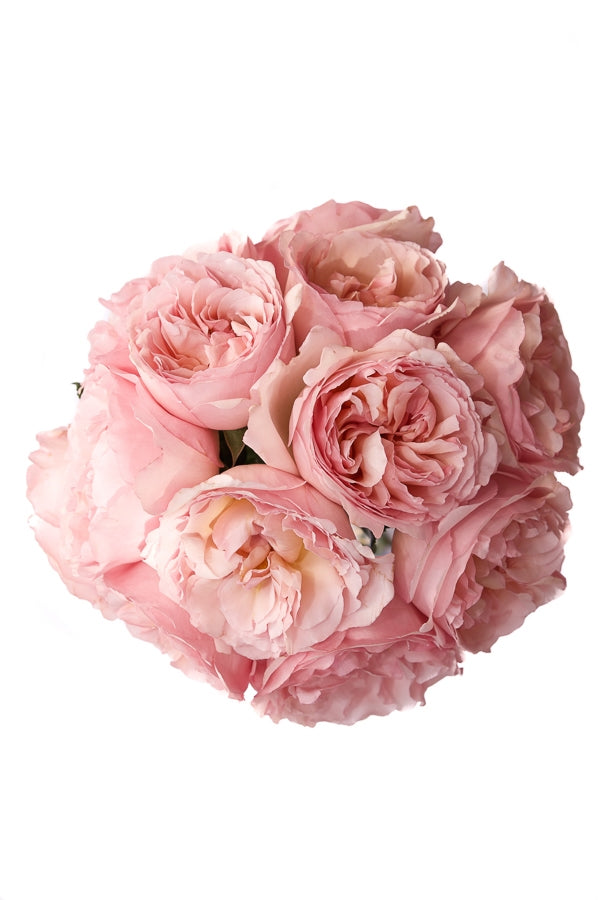 Light Pink Garden Roses Princess
