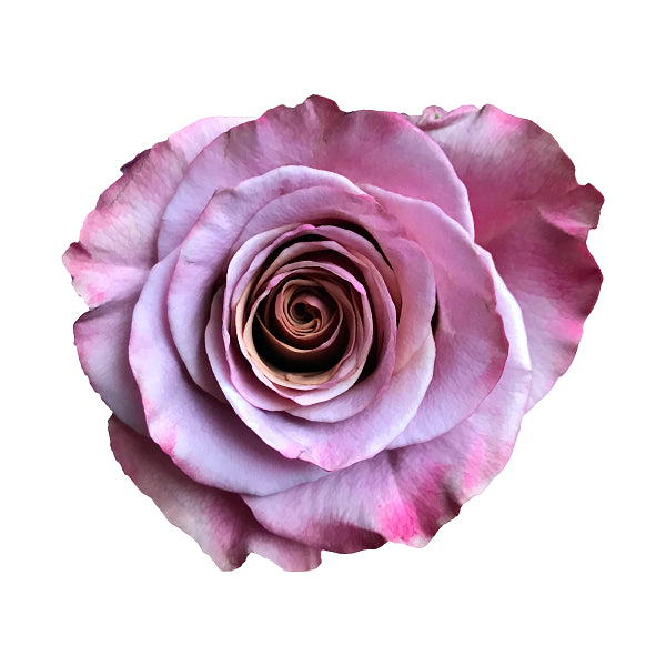 Purple Moon Rose