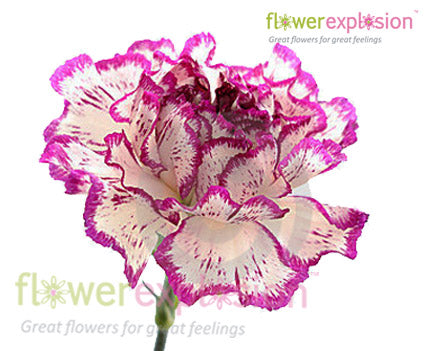Purple & White Carnations