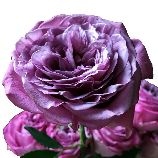 Lavender Queens Crown Rose