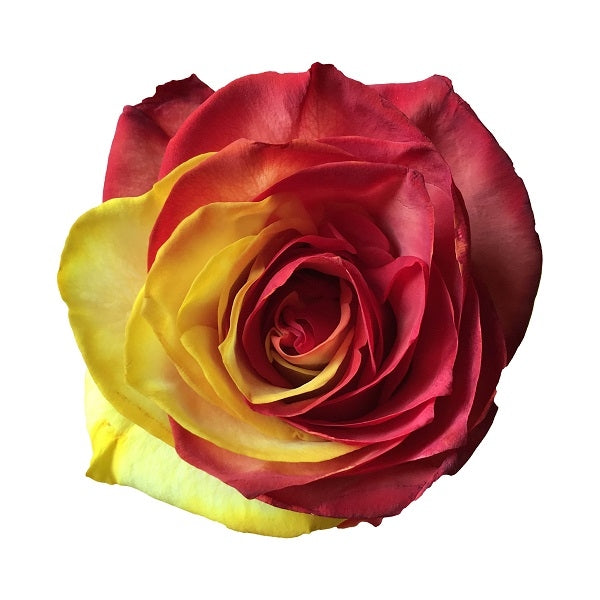 red and yellow tinted rose