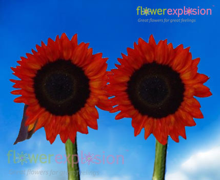 Red Tinted Sunflowers - Medium