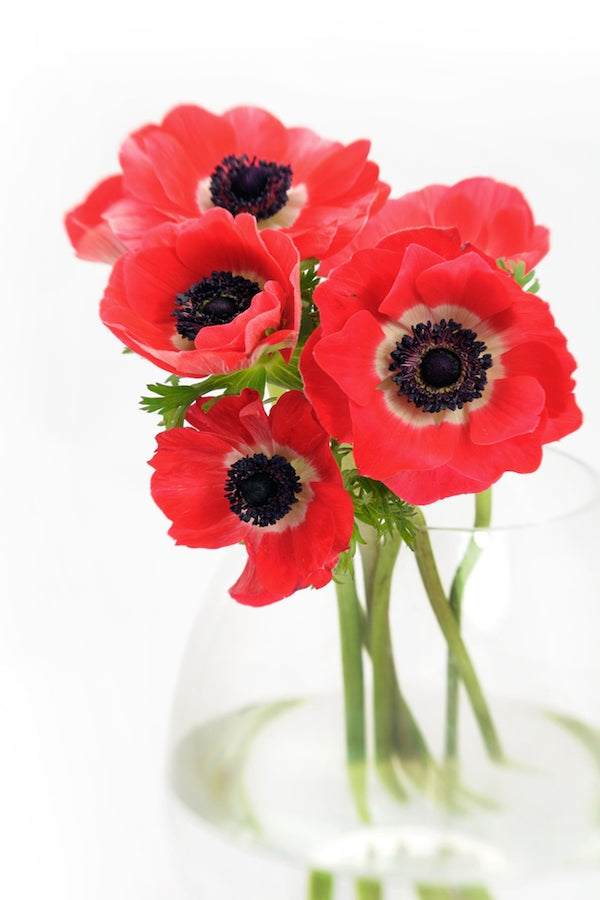Red Anemone | Flower Explosion
