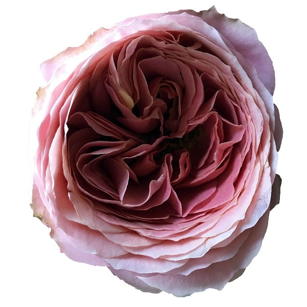 Antike Romantic Rose Head