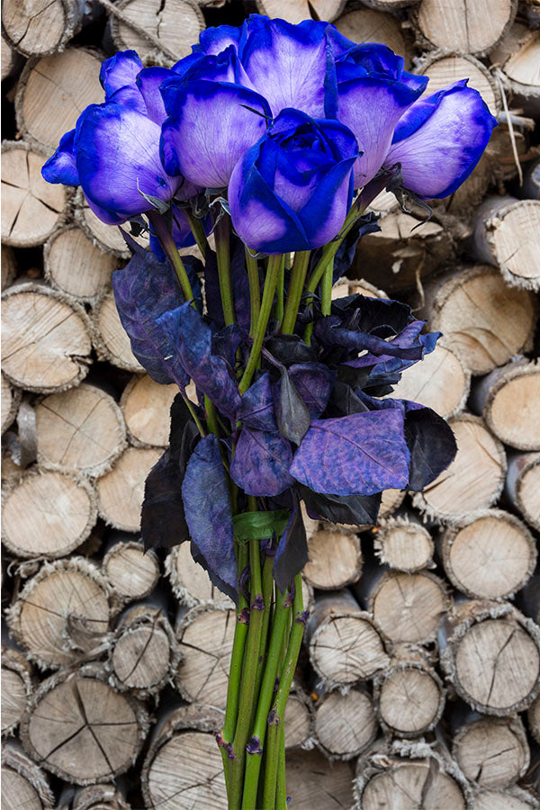 Purple Tinted Roses