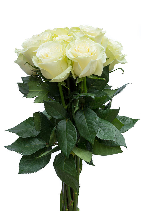 Mondial White Rose