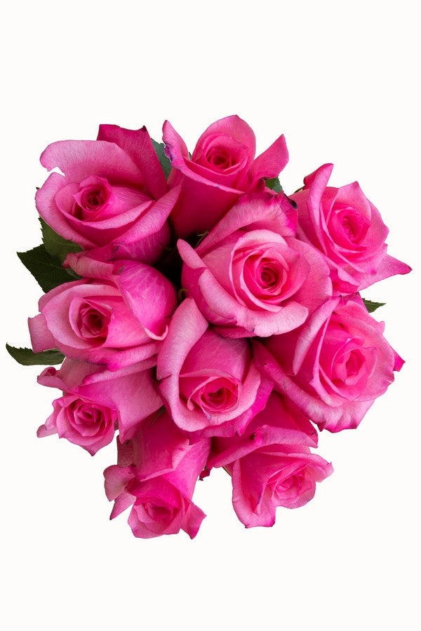 Hot Pink Roses - flowerexplosion.com